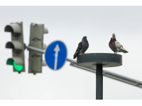 Автолюбителям грозит штраф за наезд на голубя