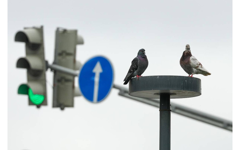 Автолюбителям грозит штраф за наезд на голубя